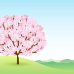 落語 長屋の花見のあらすじ 江戸時代の桜の種類とは